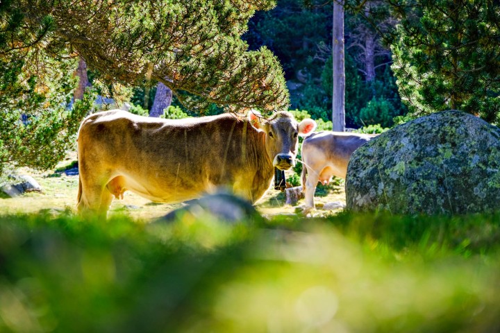 Reportatge per Fujifilm (Projecte SOOC amb la Fujifilm X-S10), realizat als Pirineus (Girona)