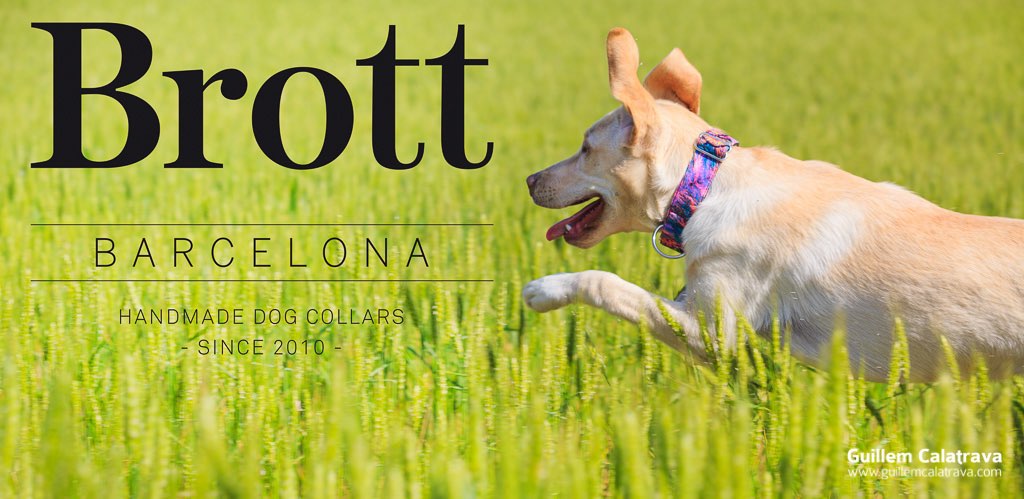 Fotografiando perros con collares Brott